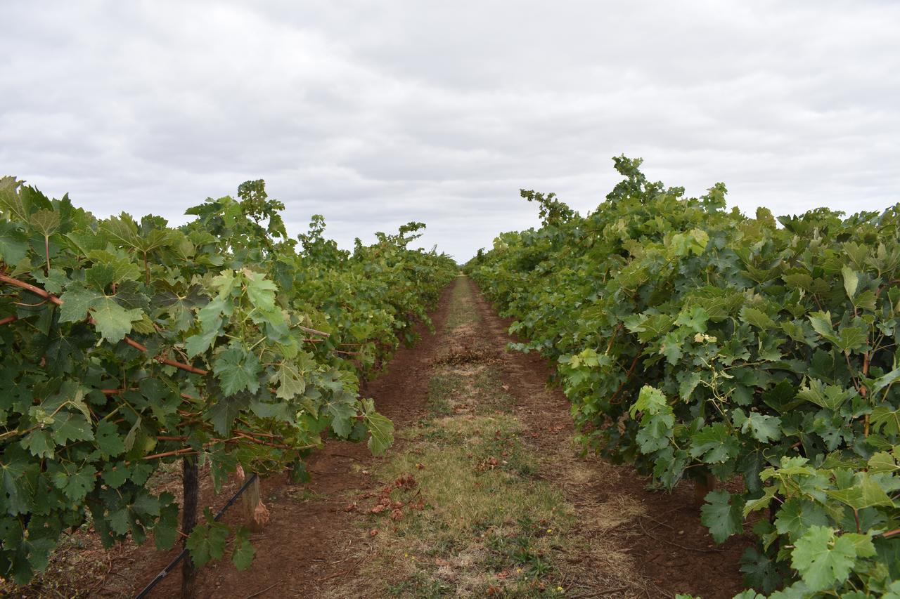 Apartamento A Coonawarra Experience Penola Exterior foto